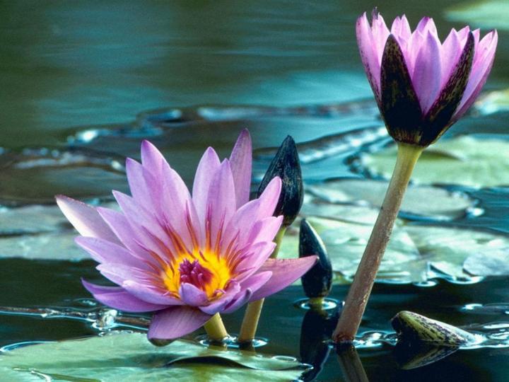 The beautiful purple flowers in fresh water | Yoga Nidra Network