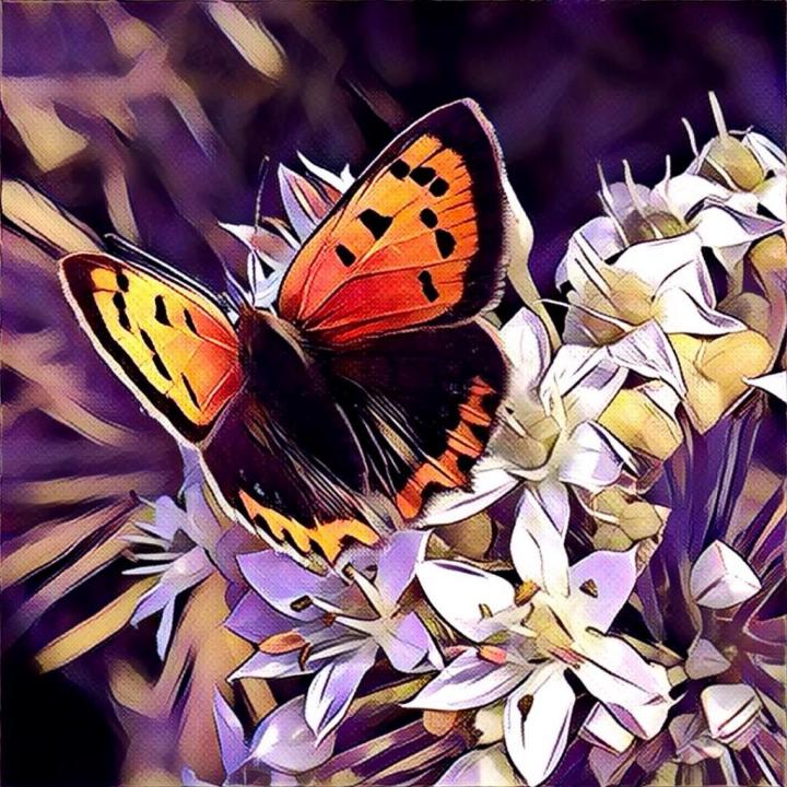 A Butterfly | Yoga Nidra Network
